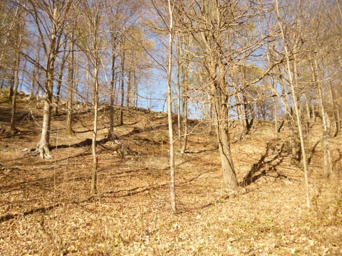 Boschi attorno alla Certosa di Pesio